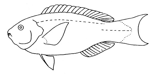 Representative of the Scaridae family (Gosline & Brock, 1960, fig. 113)